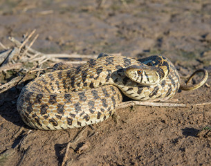 Checckered Garter ssnake