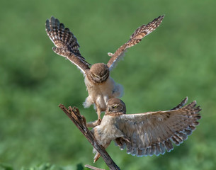 Two Burrowing Owls fighting over the perfect perch