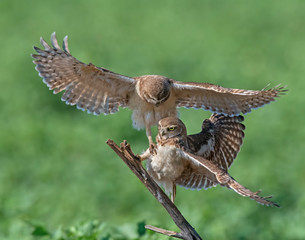 Two Burrowing Owls fighting over the perfect perch