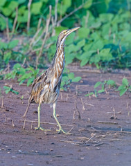 American Bittern