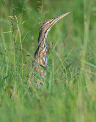 American Bittern