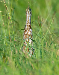 American Bittern