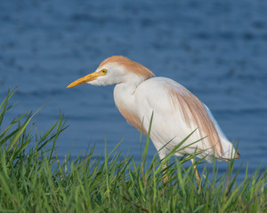 Cattle Egret