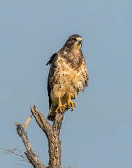 Swainson's Hawk
