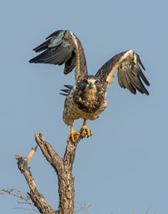 Swainson's Hawk