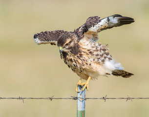 Swainson's Hawk