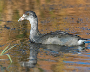 Immature Coot