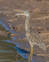 Immature Night Heron