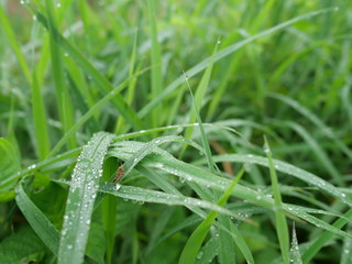 green grass nature