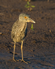 Immature Night Heron