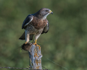 Swainson's Hawk