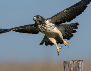 Swainson's Hawk
