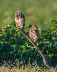 Two Burrowing Owls on a stick