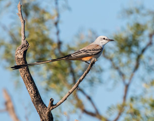 Scissortail Flycatcher