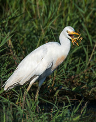 Cattle Egret eating prey