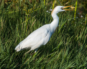 Cattle Egret eating prey