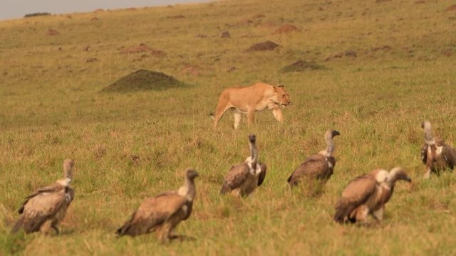 A beautiful lioness walking by vultures on the gold grass of Africa - close up