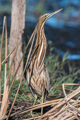 American Bittern