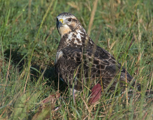 Swainson's Hawk