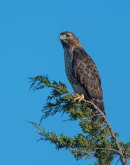 Swainson's Hawk