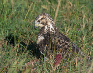 Swainson's Hawk