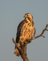 Swainson's Hawk