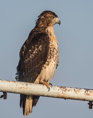 Swainson's Hawk