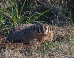Badger