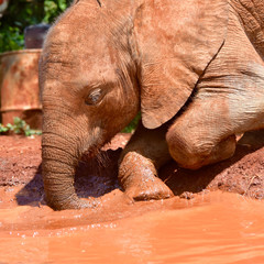 Closeup of a baby elephant enjoying  a mud bath. Nairobi National Park, Kenya. (Loxodonta africana)