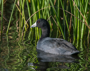 American Coot