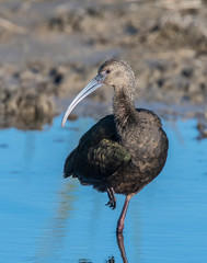 Immature Ibis