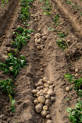 Fresh organic potatoes in the fields, raw potatoes.