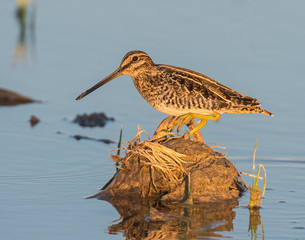 Wilson's Snipe