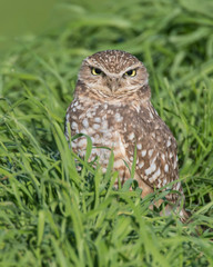 Burrowing Owl