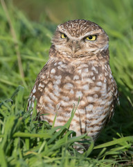 Burrowing Owl