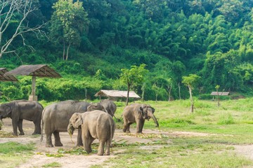 Tourist Elephant sanctuary in Thailand