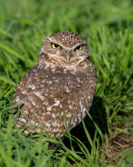 Burrowing Owl