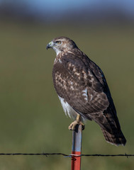Red-tailed Hawk