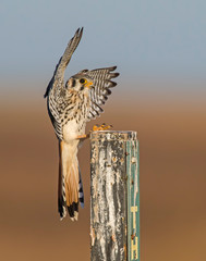 American Kestrel