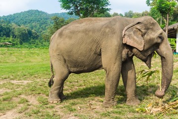 Naklejka na ściany i meble Tourist Elephant sanctuary in Thailand