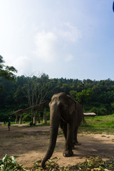 Tourist Elephant sanctuary in Thailand