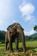 Fototapeta na wymiar Tourist Elephant sanctuary in Thailand