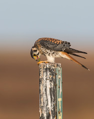 American Kestrel
