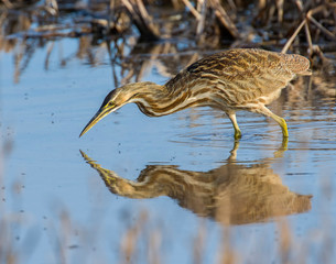 American Bittern reflection