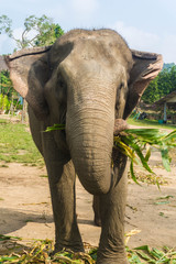 Tourist Elephant sanctuary in Thailand