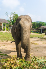 Tourist Elephant sanctuary in Thailand