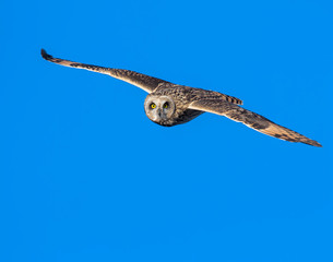 Short-eared Owl in flight