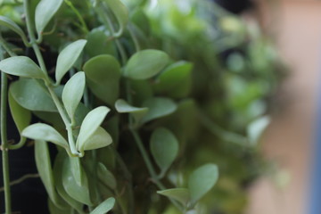 Obraz premium green plant in the garden