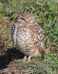 Burrowing Owl