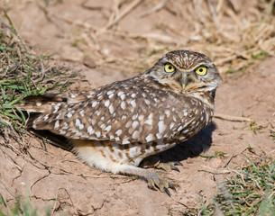 Burrowing Owl